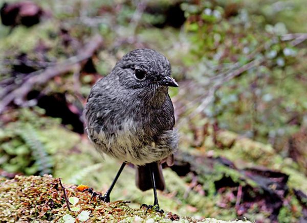 South Island robin (Petroica australis australis)