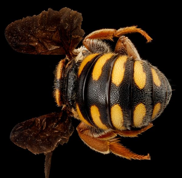 Stelis australis, F, Back2, Sandhills NWR, South Carolina_2012-11-19-18.33.37 ZS PMax