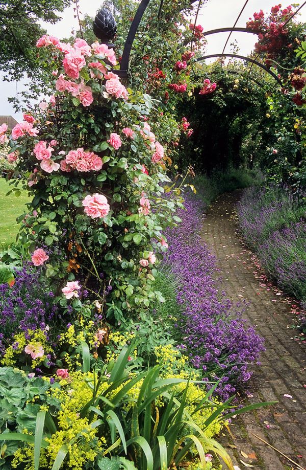 Royal National Rose Society Gardens - formerly ‘The Gardens of the Rose’, Hertfordshire, England | Rose covered arbors (9 of 12)