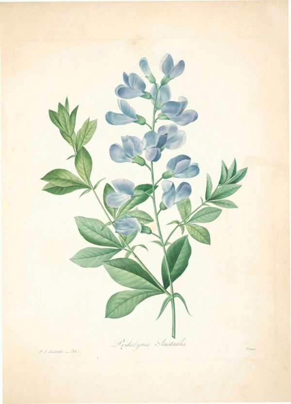 Blue wild indigo, blue false indigo. Baptisia australis [as Podalyria australis. Choix des plus belles fleurs -et des plus beaux fruits par P.J. Redouté. (1833)