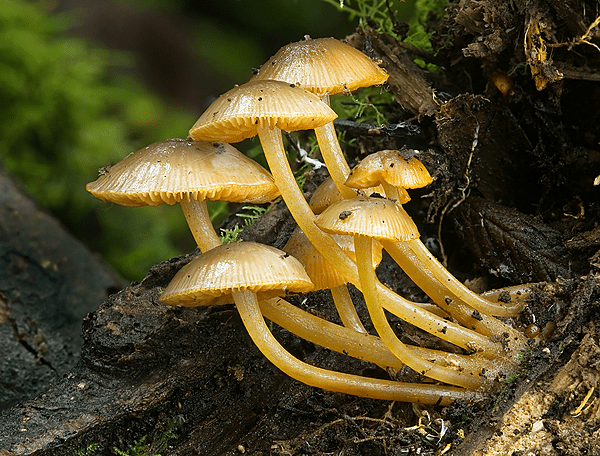 Mycena leaiana var. australis
