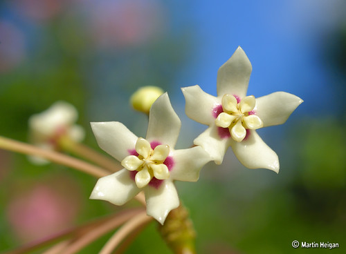 Hoya australis flowers