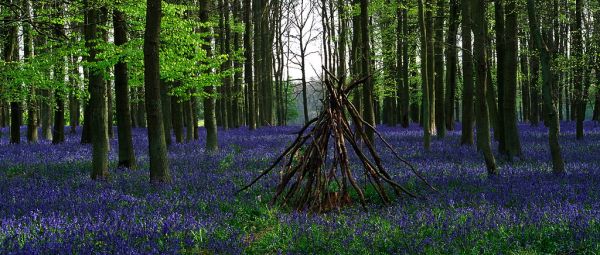 Ashridge Park, Hertfordshire, UK | National Trust Woodlands carpeted with English Bluebells in Spring (5 of 5)