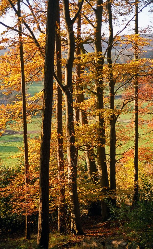 Colors of Autumn (9 of 18)| Ashridge Park, Hertfordshire, UK | View through Beech Trees in Autumn