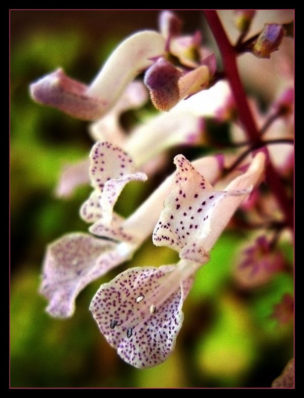 Planta del dinero - Plectranthus australis