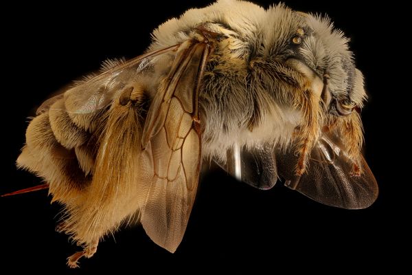 Diadasia australis, f, right, Jackson Co., SD_2018-06-19-19.42.10 ZS PMax UDR