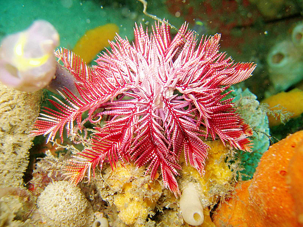 File:Ptilometra australis Passion Flower feather star.jpg