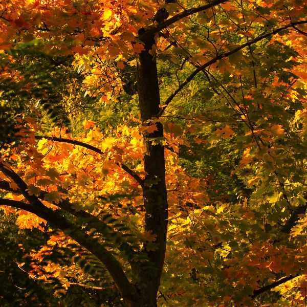 2010 10 17 Atumn Leaves near the Einstein Haus at Caputh