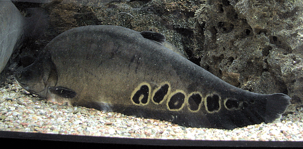 Chitala ornata (Zoo Brno, Czech Republic)