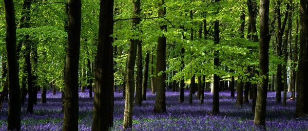 Ashridge Park, Hertfordshire, UK | National Trust Woodlands carpeted with English Bluebells in Spring (1 of 5)