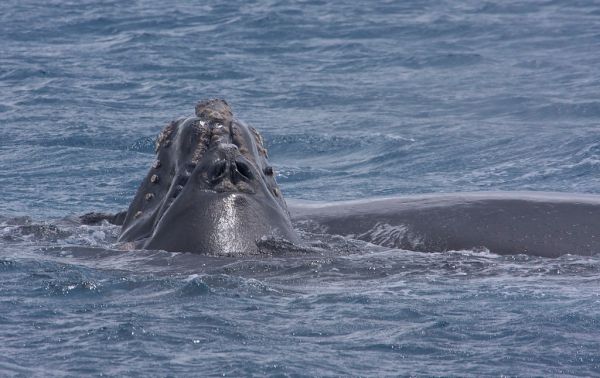 Southern Right Whale (Eubalaena australis)