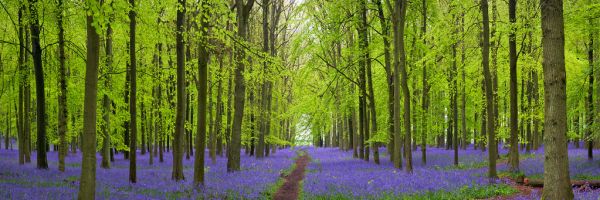 Bluebells in Dockey Wood, Hertfordshire, UK | The Flowering English Countryside (13 of 30)