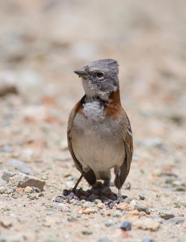 _DSC0568 - australis