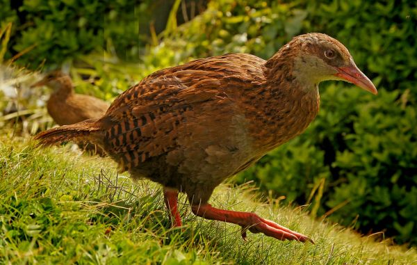 Weka, or woodhen NZ.(Gallirallus australis)