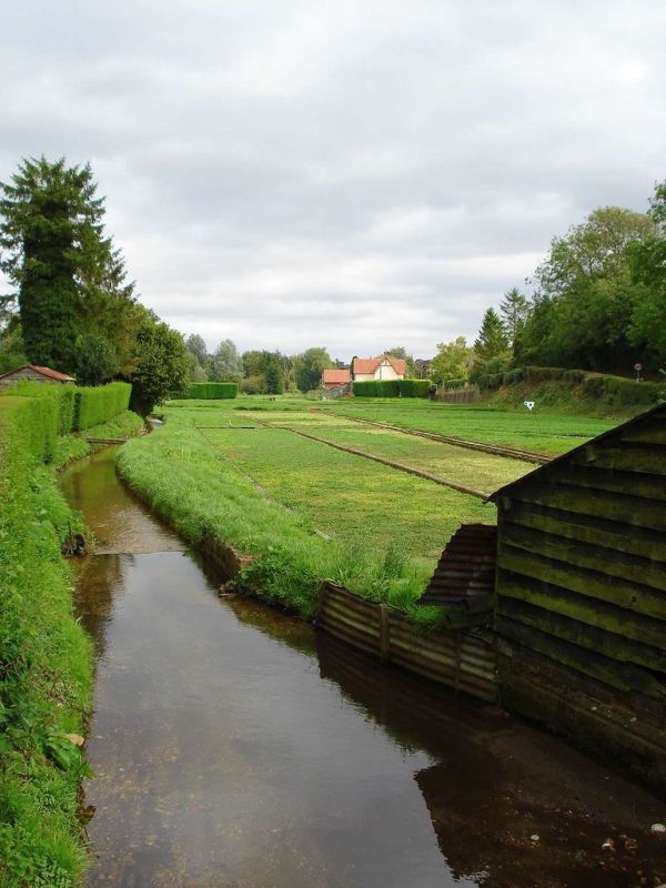 Cultivated Water Cress Beds, Whitwell, Hertfordshire, England