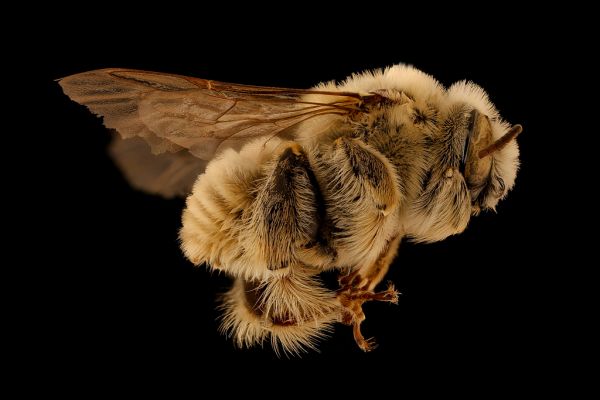 Diadasia australis, m, right, Jackson Co., SD_2018-08-10-18.40.22 ZS PMax UDR