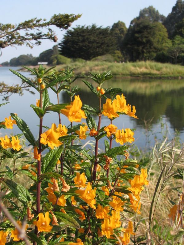 Mimulus aurantiacus ssp. australis, Southern Bush Monkeyflower