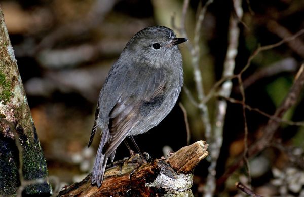 New Zealand Bush Robin. (Petroica australis)
