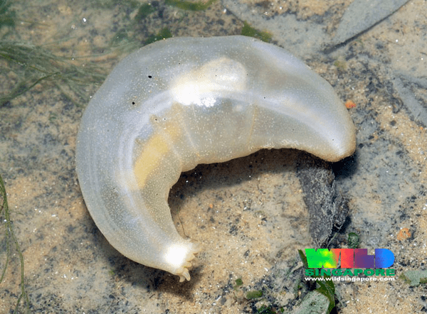 See-through sea cucumber (Paracaudina australis)