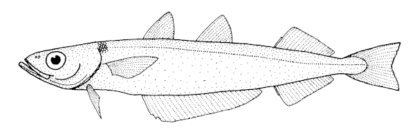 File:Micromesistius australis (southern blue whiting).gif