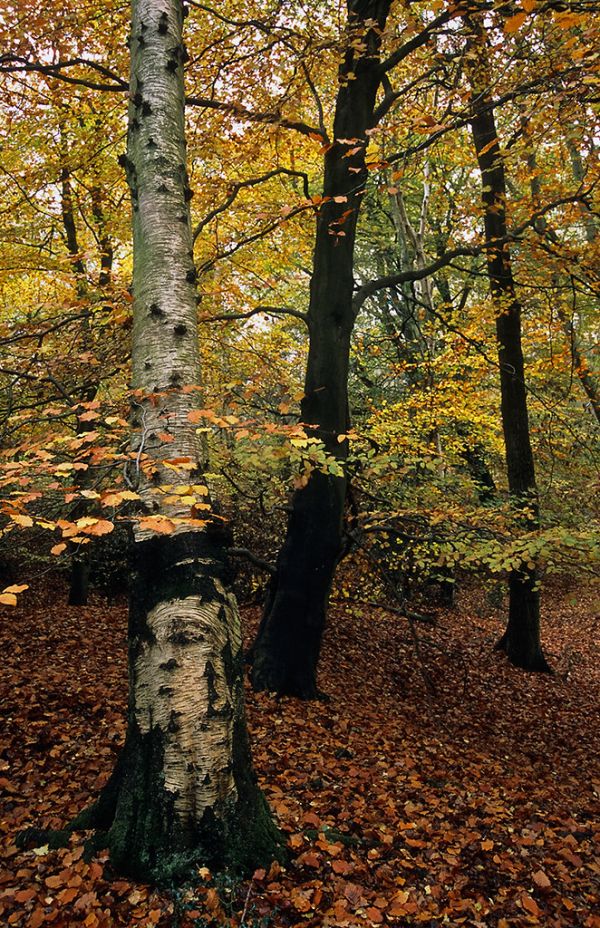 Ashridge Park, Hertfordshire, UK | Autumn view through Silver Birch and Beech Trees | Colors of autumn (13 of 18)