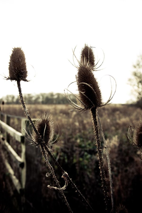 Hertfordshire Walk (5 of 12)