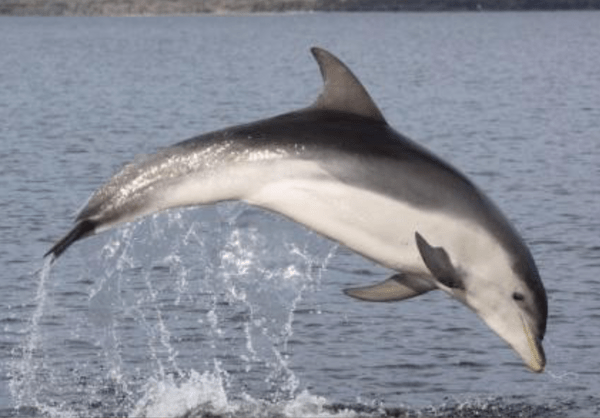 File:Burrunan Dolphin (Tursiops australis)-B.png