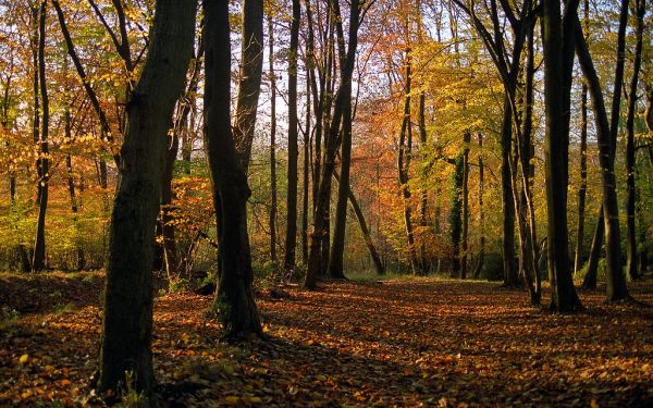Colors of Fall (5 of 18) | Ashridge Park, Hertfordshire, UK | View of Beech Woodlands in Autumn