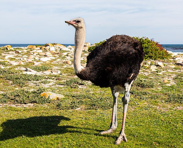 Avestruz de cuello azul (Struthio camelus australis), cabo de Buena Esparanza, Sudáfrica, 2018-07-23, DD 87