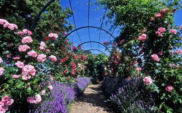 Royal National Rose Society Gardens - formerly ‘The Gardens of the Rose’, Hertfordshire, England, UK | Rose covered pergolas (1 of 12)