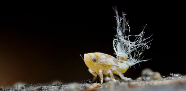 Passion vine hopper nymph (Scolypopa australis)