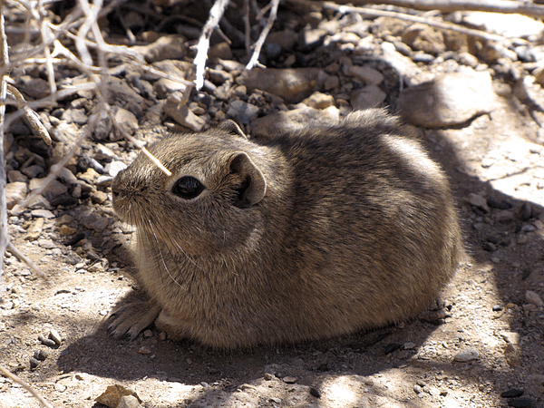 Microcavia Australis