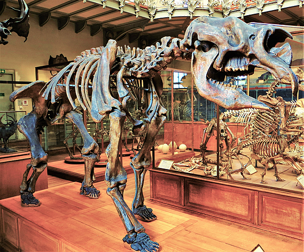 Diprotodon australis skeleton 1