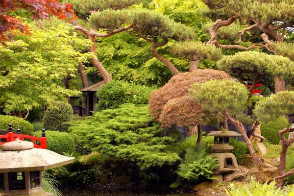 Japanese Garden - Cottered Hertfordshire