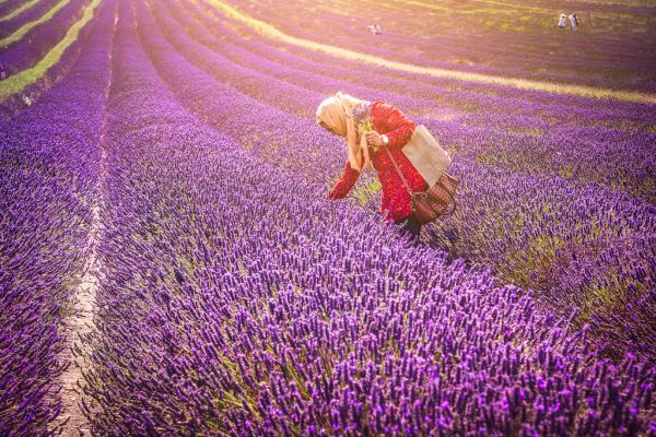 Purple fields - Hitchin Lavender, Cadwell Farm, Hertfordshire