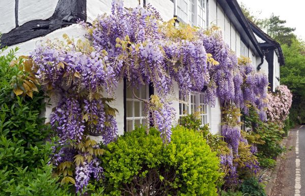 Flowering Wisteria and Clematis Cover Cottage Wall, Hertfordshire, UK