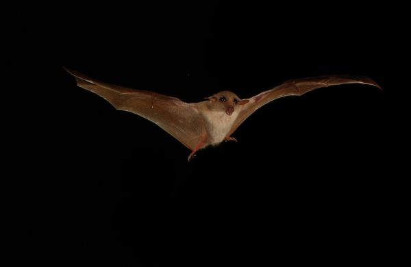 Syconycteris australis