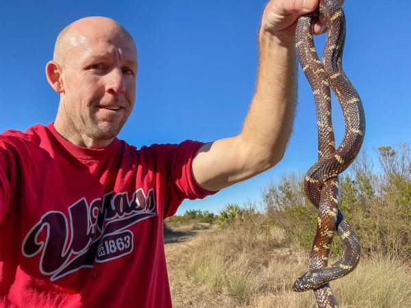 Eastern Kingsnake (1)