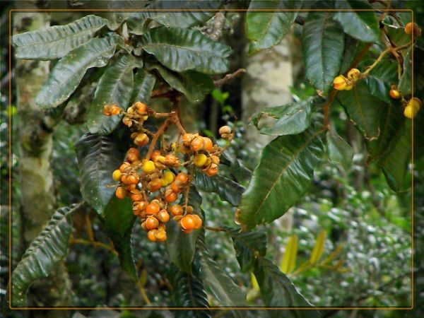 Rainforest tree - 'Native Tamarind' - Diploglottis australis