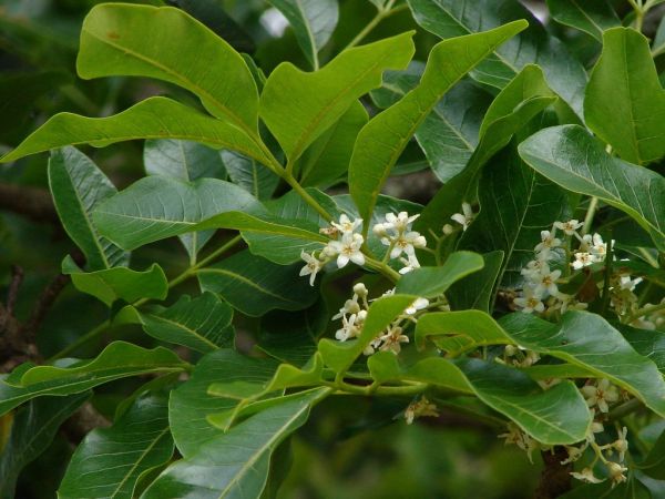 Flindersia australis - Australian rainforest flowering tree