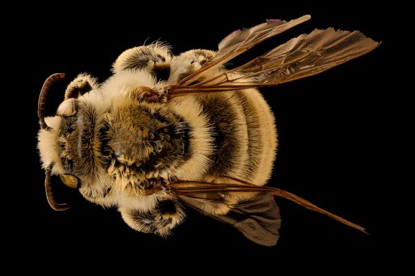 Diadasia australis, m, back, Jackson Co., SD_2018-08-10-18.24.46 ZS PMax UDR