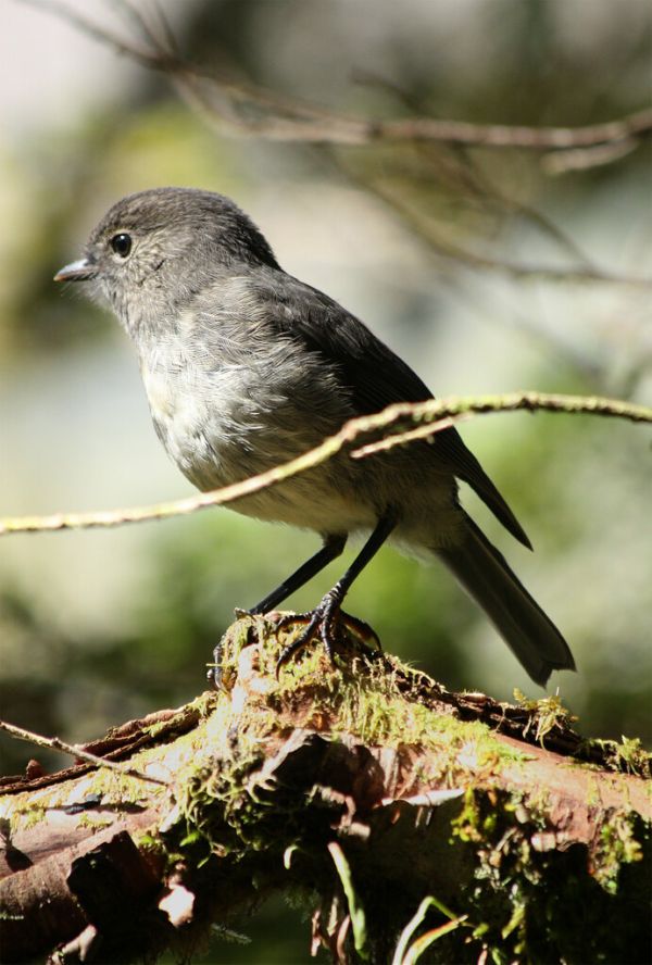 new zealand robin (petrocia australis)