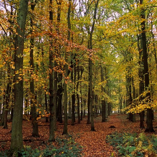 Ashridge Park, Hertfordshire, UK | Autumn view through Beech Forest | Colours of Autumn (17 of 18)