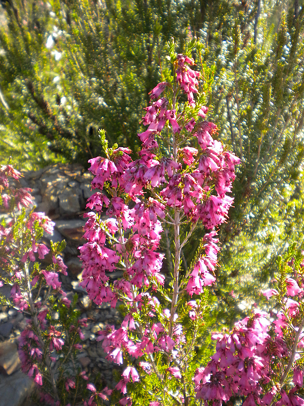 Erica australis