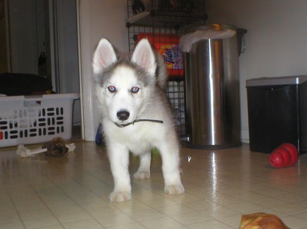 Einstein... Day 1 from the pet store