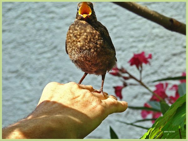 Blackbird fly Lennon/ Mc Cartney (Beatles 1968)