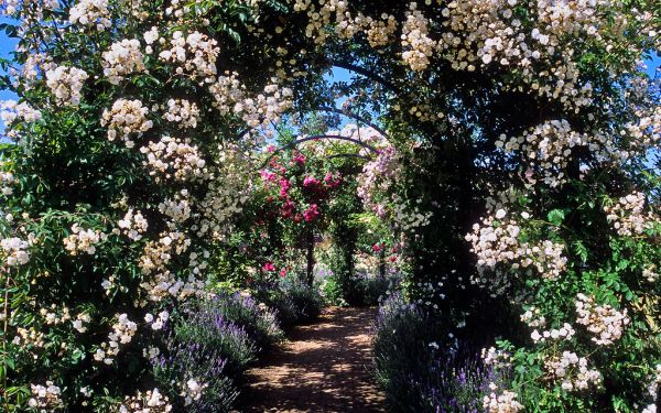 Royal National Rose Society Gardens - ‘The Gardens of the Rose’, Hertfordshire, UK | Path through rose covered pergolas (4 of 12)