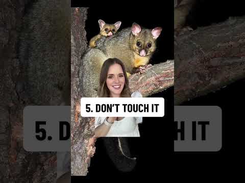 3 things NOT to do in #australia #tips #travel #advice #dontdoit