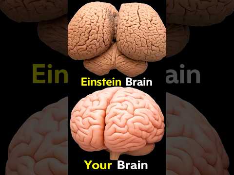 Secrets of Einstein's Brain 🧠