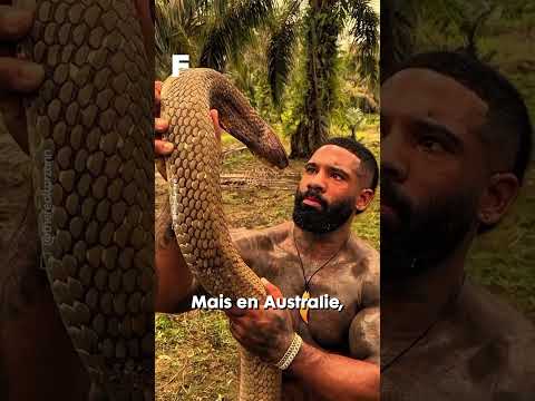 Un influenceur animalier se met à dos toute l'Australie !